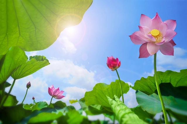 3 loại lá giúp người dân làm giàu 3 loai la giup nguoi dan lam giau