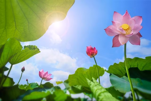 3 loai la giup nguoi dan lam giau