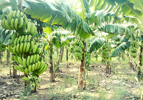 3 loại lá giúp người dân làm giàu - Hình 5 3 loai la giup nguoi dan lam giau-Hinh-5