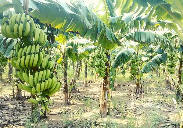 3 loai la giup nguoi dan lam giau-Hinh-5