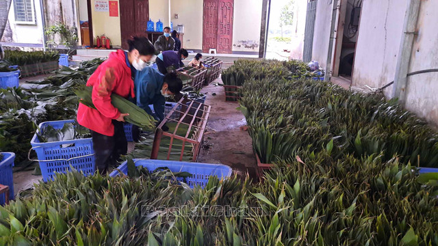 3 loại lá giúp người dân làm giàu - Hình 9 3 loai la giup nguoi dan lam giau-Hinh-9