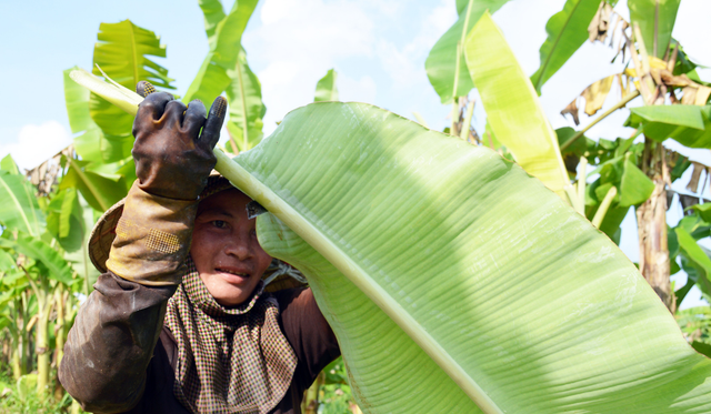 3 loại lá giúp người dân làm giàu - Hình 7 3 loai la giup nguoi dan lam giau-Hinh-7