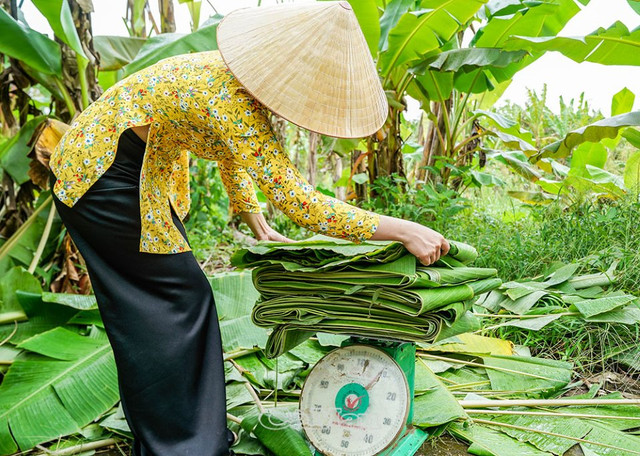 3 loại lá giúp người dân làm giàu - Hình 8 3 loai la giup nguoi dan lam giau-Hinh-8