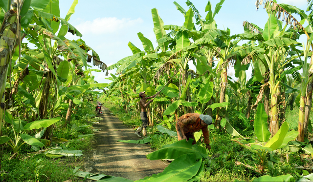 3 loại lá giúp người dân làm giàu - Hình 6 3 loai la giup nguoi dan lam giau-Hinh-6