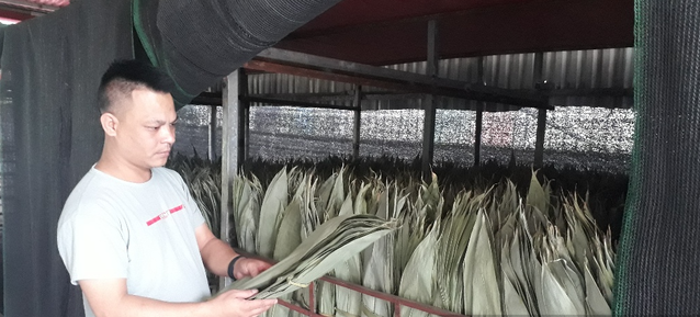 3 loại lá giúp người dân làm giàu - Hình 11 3 loai la giup nguoi dan lam giau-Hinh-11