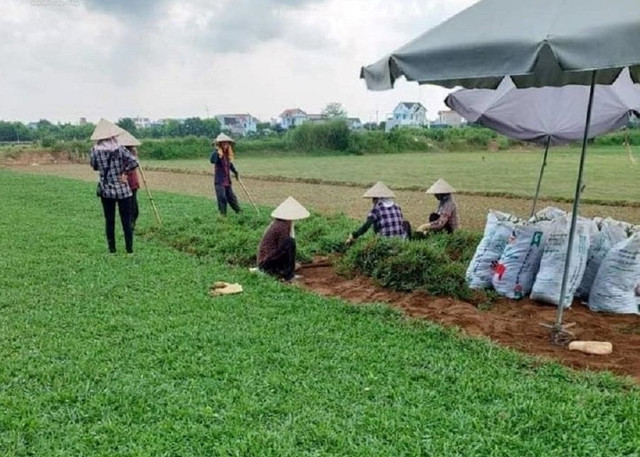 Những loại cỏ dại giúp nông dân đổi đời - Hình 4 Nhung loai co dai giup nong dan doi doi-Hinh-4