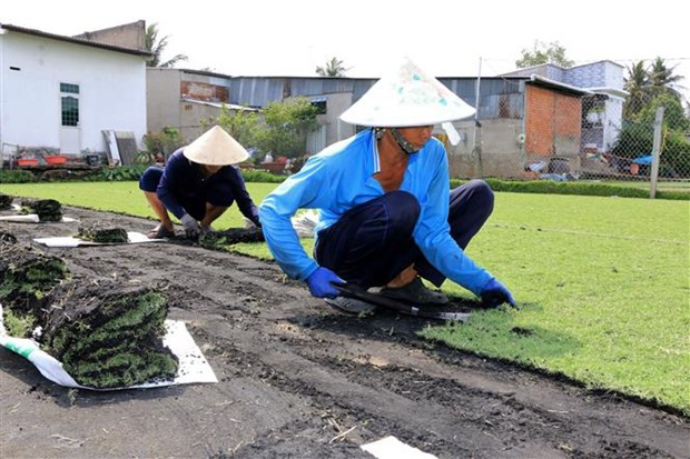 Những loại cỏ dại giúp nông dân đổi đời - Hình 7 Nhung loai co dai giup nong dan doi doi-Hinh-7