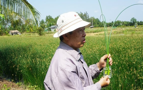 Những loại cỏ dại giúp nông dân đổi đời - Hình 8 Nhung loai co dai giup nong dan doi doi-Hinh-8