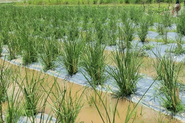 Những loại cỏ dại giúp nông dân đổi đời - Hình 2 Nhung loai co dai giup nong dan doi doi-Hinh-2
