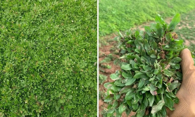 Những loại cỏ dại giúp nông dân đổi đời - Hình 5 Nhung loai co dai giup nong dan doi doi-Hinh-5