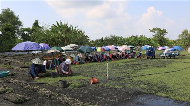Những loại cỏ dại giúp nông dân đổi đời - Hình 6 Nhung loai co dai giup nong dan doi doi-Hinh-6