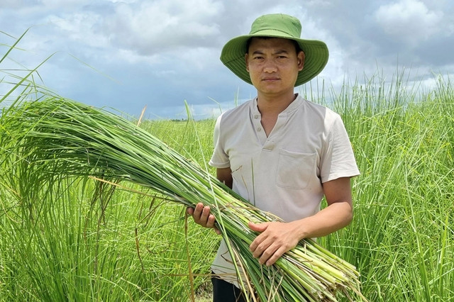 Những loại cỏ dại giúp nông dân đổi đời - Hình 3 Nhung loai co dai giup nong dan doi doi-Hinh-3