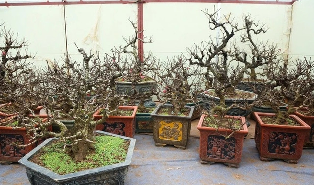 Chế độ chăm sóc đào tiến Vua đặc biệt giá chục triệu chờ đón Tết - Hình 3 Che do cham soc dao tien Vua dac biet gia chuc trieu cho don Tet-Hinh-3