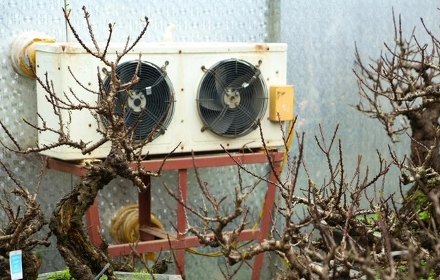 Chế độ chăm sóc đào tiến Vua đặc biệt giá chục triệu chờ đón Tết - Hình 5 Che do cham soc dao tien Vua dac biet gia chuc trieu cho don Tet-Hinh-5