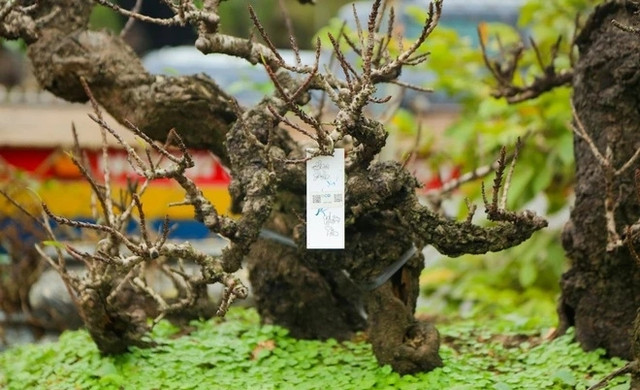 Chế độ chăm sóc đào tiến Vua đặc biệt giá chục triệu chờ đón Tết - Hình 13 Che do cham soc dao tien Vua dac biet gia chuc trieu cho don Tet-Hinh-13