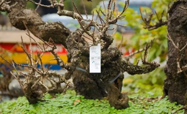 Che do cham soc dao tien Vua dac biet gia chuc trieu cho don Tet-Hinh-13