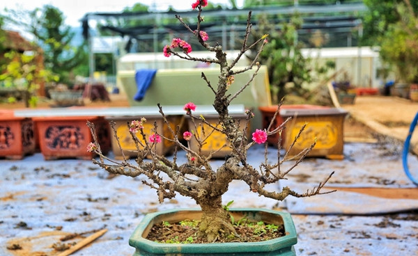 Chế độ chăm sóc đào tiến Vua đặc biệt giá chục triệu chờ đón Tết - Hình 2 Che do cham soc dao tien Vua dac biet gia chuc trieu cho don Tet-Hinh-2