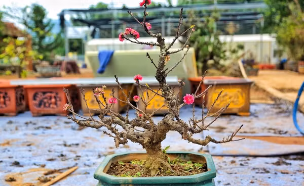 Che do cham soc dao tien Vua dac biet gia chuc trieu cho don Tet-Hinh-2