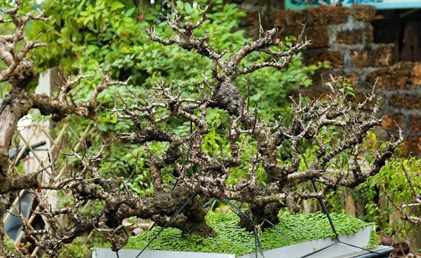 Chế độ chăm sóc đào tiến Vua đặc biệt giá chục triệu chờ đón Tết - Hình 11 Che do cham soc dao tien Vua dac biet gia chuc trieu cho don Tet-Hinh-11