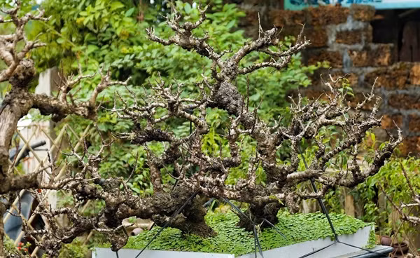 Che do cham soc dao tien Vua dac biet gia chuc trieu cho don Tet-Hinh-11