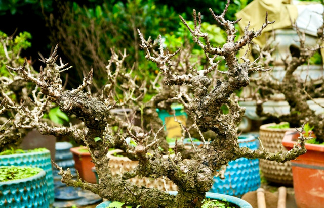 Chế độ chăm sóc đào tiến Vua đặc biệt giá chục triệu chờ đón Tết - Hình 9 Che do cham soc dao tien Vua dac biet gia chuc trieu cho don Tet-Hinh-9