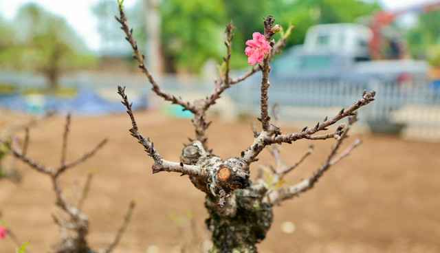 Chế độ chăm sóc đào tiến Vua đặc biệt giá chục triệu chờ đón Tết - Hình 10 Che do cham soc dao tien Vua dac biet gia chuc trieu cho don Tet-Hinh-10