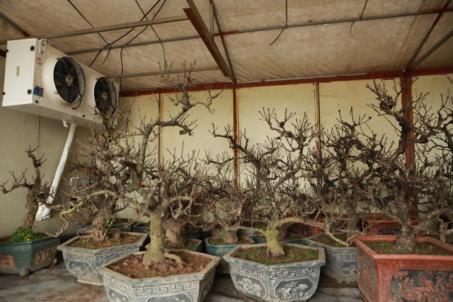 Chế độ chăm sóc đào tiến Vua đặc biệt giá chục triệu chờ đón Tết - Hình 7 Che do cham soc dao tien Vua dac biet gia chuc trieu cho don Tet-Hinh-7