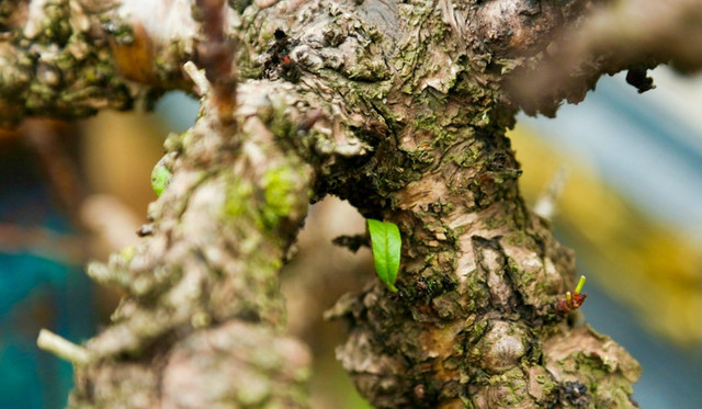 Chế độ chăm sóc đào tiến Vua đặc biệt giá chục triệu chờ đón Tết - Hình 12 Che do cham soc dao tien Vua dac biet gia chuc trieu cho don Tet-Hinh-12