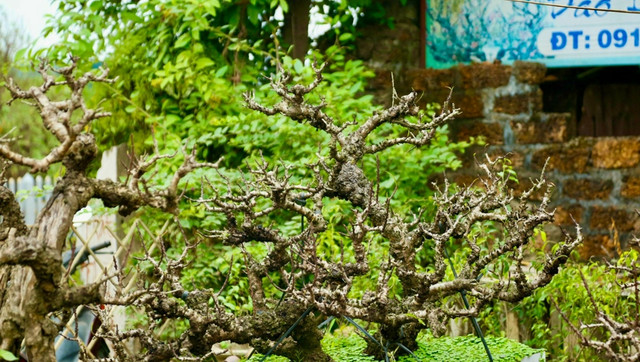 Chế độ chăm sóc đào tiến Vua đặc biệt giá chục triệu chờ đón Tết - Hình 8 Che do cham soc dao tien Vua dac biet gia chuc trieu cho don Tet-Hinh-8