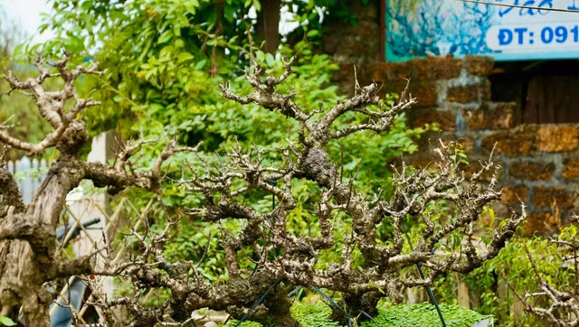 Che do cham soc dao tien Vua dac biet gia chuc trieu cho don Tet-Hinh-8