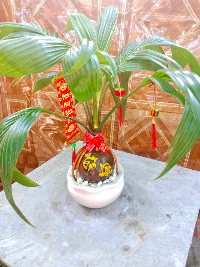 Loat kieu dua bonsai doc la chao khach dip Tet-Hinh-7