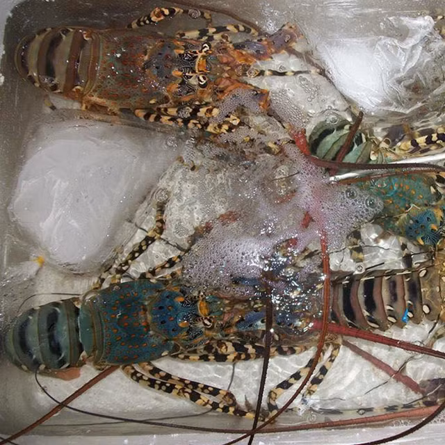 Tan huong 4 loai tom hum dat do duoc ua chuong tai Viet Nam-Hinh-5