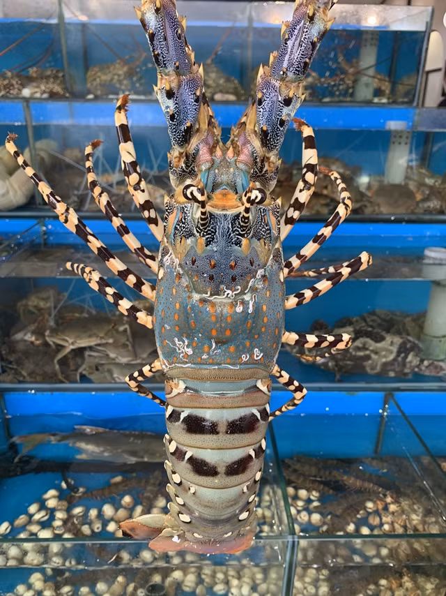 Tan huong 4 loai tom hum dat do duoc ua chuong tai Viet Nam-Hinh-2