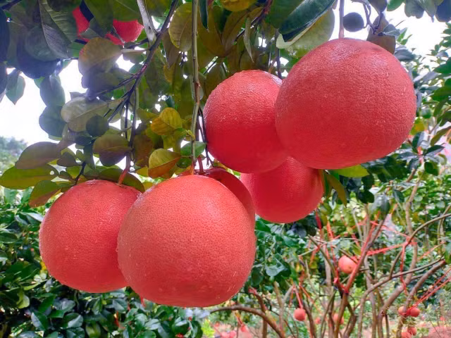 Loai buoi tien vua co gi dac biet ma cu den Tet nha giau tranh nhau mua?