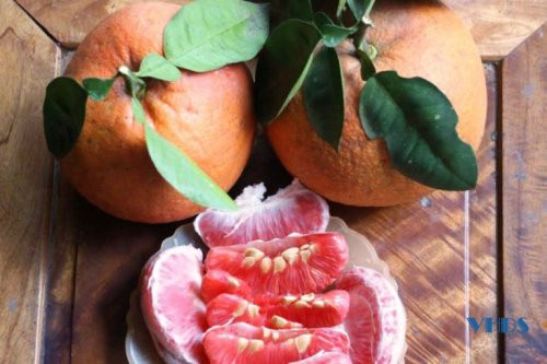 Loại bưởi tiến vua có gì đặc biệt mà cứ đến Tết nhà giàu tranh nhau mua? - Hình 9 Loai buoi tien vua co gi dac biet ma cu den Tet nha giau tranh nhau mua?-Hinh-9