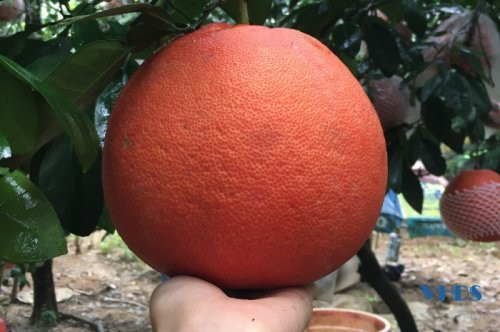 Loại bưởi tiến vua có gì đặc biệt mà cứ đến Tết nhà giàu tranh nhau mua? - Hình 2 Loai buoi tien vua co gi dac biet ma cu den Tet nha giau tranh nhau mua?-Hinh-2