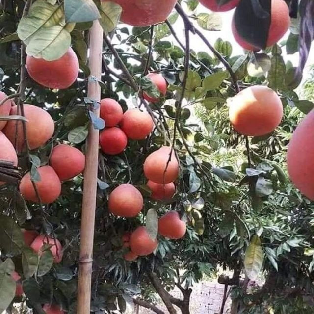 Loại bưởi tiến vua có gì đặc biệt mà cứ đến Tết nhà giàu tranh nhau mua? - Hình 10 Loai buoi tien vua co gi dac biet ma cu den Tet nha giau tranh nhau mua?-Hinh-10