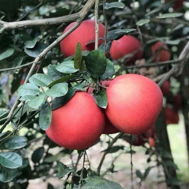 Loại bưởi tiến vua có gì đặc biệt mà cứ đến Tết nhà giàu tranh nhau mua? - Hình 6 Loai buoi tien vua co gi dac biet ma cu den Tet nha giau tranh nhau mua?-Hinh-6