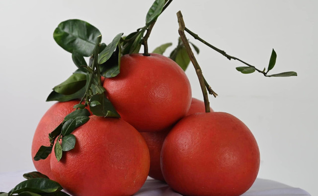 Loại bưởi tiến vua có gì đặc biệt mà cứ đến Tết nhà giàu tranh nhau mua? - Hình 3 Loai buoi tien vua co gi dac biet ma cu den Tet nha giau tranh nhau mua?-Hinh-3