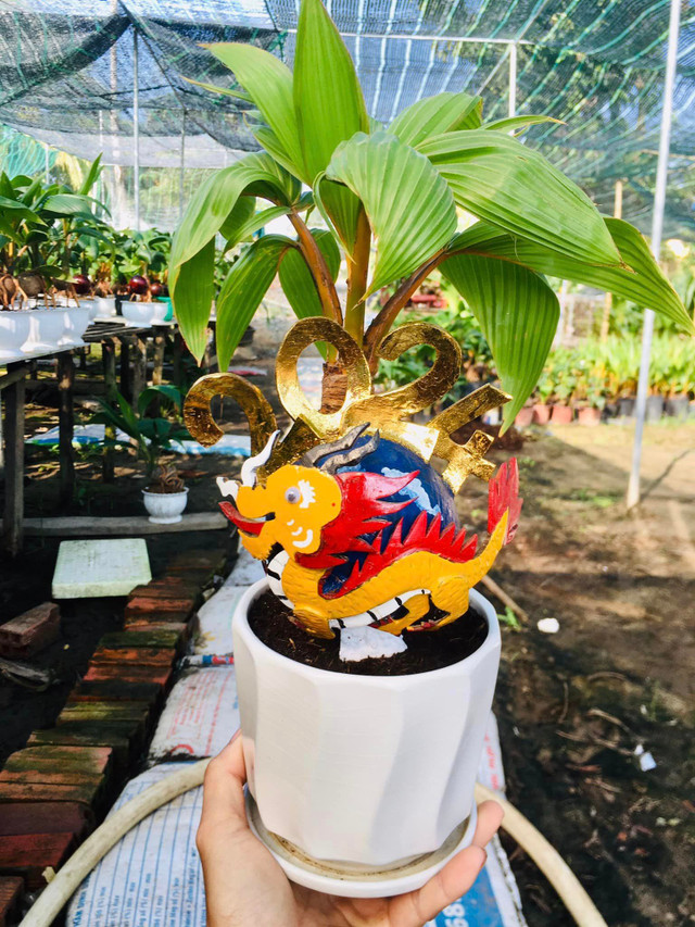 Doc dao Rong vang om dua bonsai don Tet Giap Thin 2024-Hinh-10