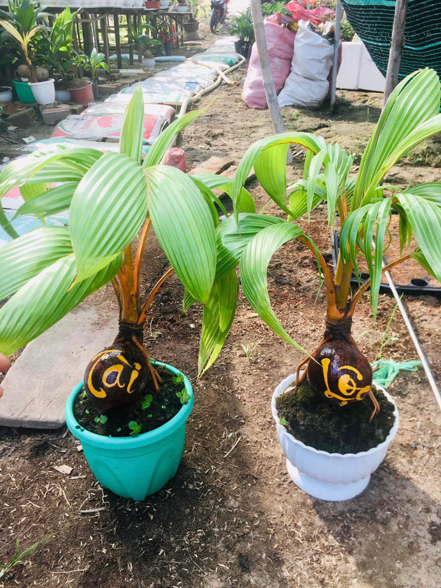 Doc dao Rong vang om dua bonsai don Tet Giap Thin 2024-Hinh-11