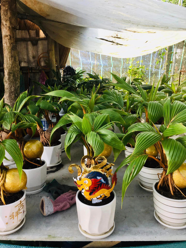 Doc dao Rong vang om dua bonsai don Tet Giap Thin 2024-Hinh-8