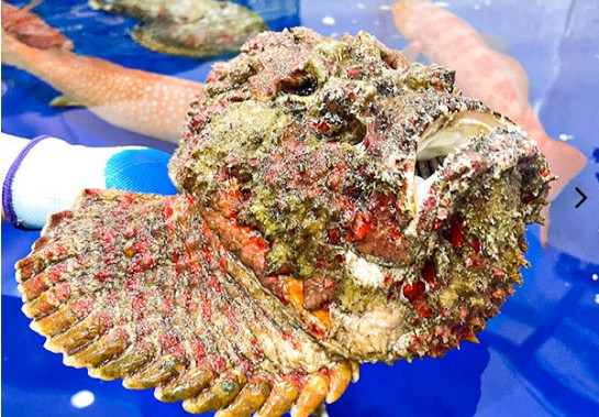 Cá mặt quỷ xấu xí nhưng giá gần 10 triệu đồng/con Ca mat quy xau xi nhung gia gan 10 trieu dong/con