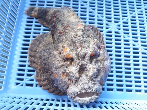 Ca mat quy xau xi nhung gia gan 10 trieu dong/con-Hinh-5