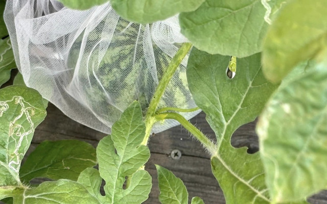 Khu vườn ngập hoa trái như khu sinh thái của Mỹ Tâm - Hình 10 Khu vuon ngap hoa trai nhu khu sinh thai cua My Tam-Hinh-10