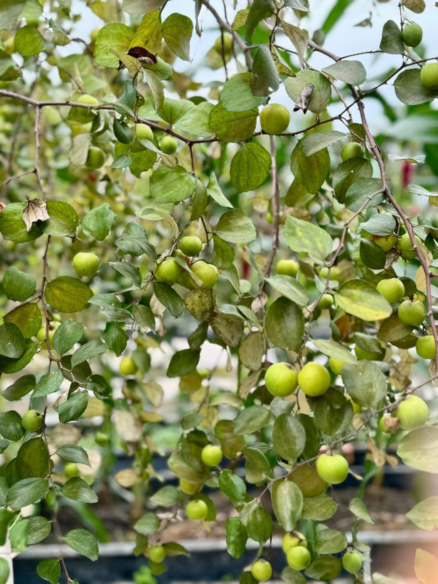 Khu vườn ngập hoa trái như khu sinh thái của Mỹ Tâm - Hình 4 Khu vuon ngap hoa trai nhu khu sinh thai cua My Tam-Hinh-4