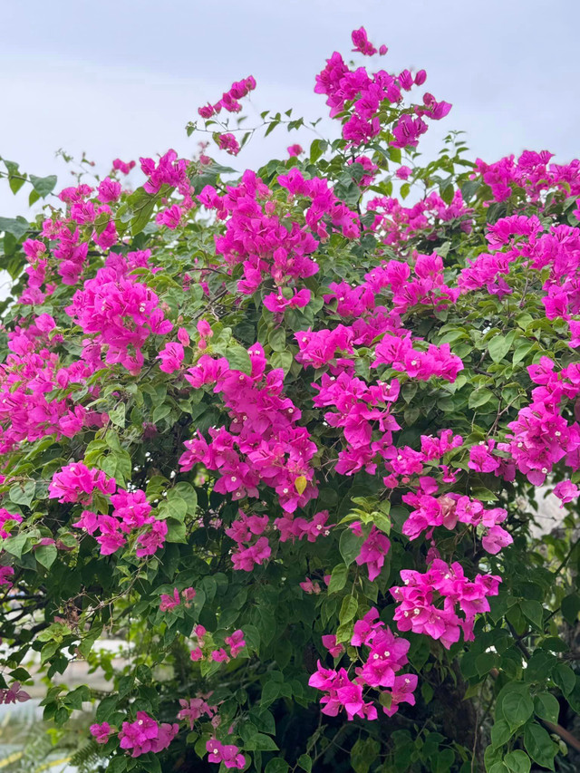 Khu vườn ngập hoa trái như khu sinh thái của Mỹ Tâm Khu vuon ngap hoa trai nhu khu sinh thai cua My Tam