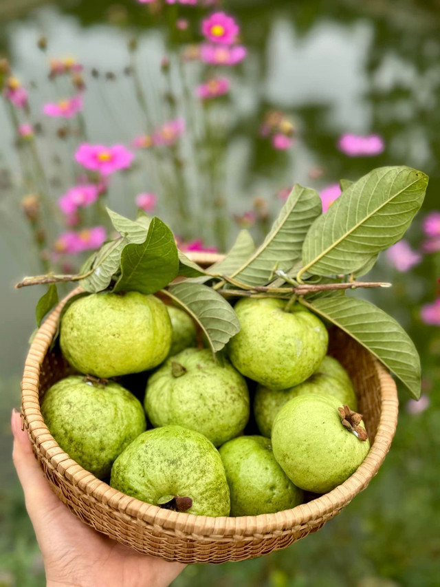 Khu vườn ngập hoa trái như khu sinh thái của Mỹ Tâm - Hình 2 Khu vuon ngap hoa trai nhu khu sinh thai cua My Tam-Hinh-2