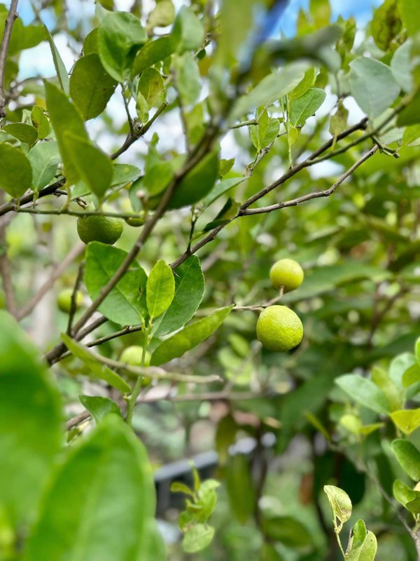 Khu vườn ngập hoa trái như khu sinh thái của Mỹ Tâm - Hình 8 Khu vuon ngap hoa trai nhu khu sinh thai cua My Tam-Hinh-8