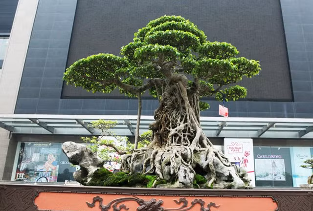 Sieu cay 